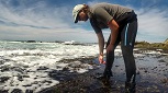 Strandloper Forage